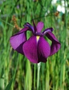 Iris ensata 'Variegata' - Japanische Sumpf-Schwertlilie