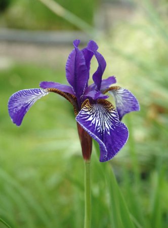 [0] Iris laevigata - Asiatische Sumpf-Schwertlilie
