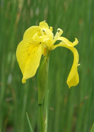 [0] Iris pseudacorus - Sumpf-Schwertlilie