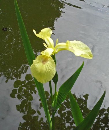 [0] Iris pseudacorus 'Sulphur Queen' - Sumpf-Schwertlilie