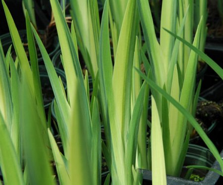 [0] Iris pseudacorus 'Variegata' - Sumpf-Schwertlilie