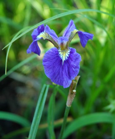 [0] Iris setosa - Borstige Schwertlilie