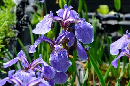 [0] Iris setosa 'Nana' - Borstige Schwertlilie