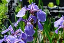 Iris setosa 'Nana' - Borstige Schwertlilie