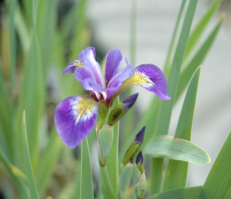 [0] Iris versicolor - Verschiedenfarbige Schwertlilie