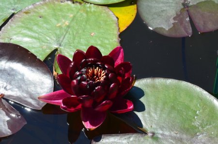 [0] Nymphaea 'Black Princess' - Seerose