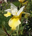 Iris sibirica 'Butter & Sugar' - Sibirische Schwertlilie