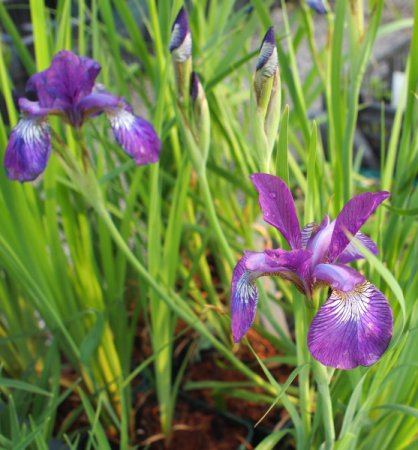 [0] Iris sibirica 'Wine Wings' - Sibirische Schwertlilie