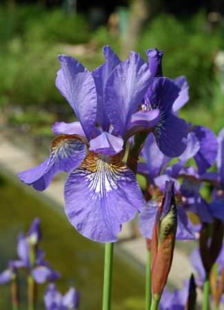 [0] Iris sibirica 'Blue King' - Sibirische Schwertlilie (Staudensubstrat)
