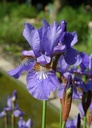 Iris sibirica 'Blue King' - Sibirische Schwertlilie