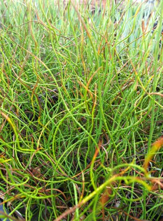 [0] Juncus effusus 'Spiralis' - Spiralen-Flatter-Simse