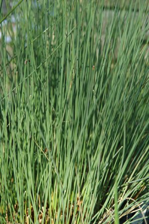 [0] Juncus inflexus - Blaugrüne Binse