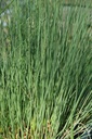 Juncus inflexus - Blaugrüne Binse