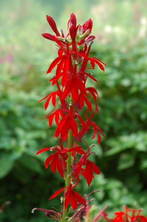 [0] Lobelia cardinalis - Kardinals-Lobelie