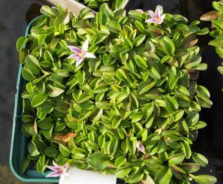 [0] Lobelia olygophylla - Kriechende Lobelie