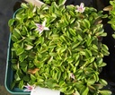 Lobelia olygophylla - Kriechende Lobelie
