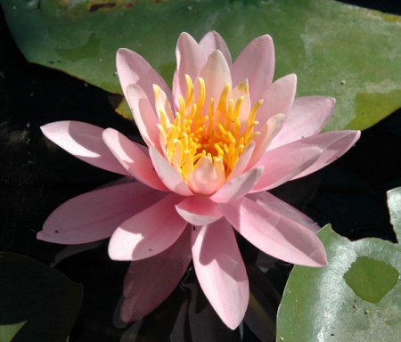 [0] Nymphaea 'Caroliniana Perfecta' - Seerose
