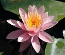 Nymphaea 'Caroliniana Perfecta' - Seerose