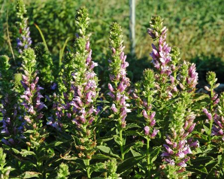 [0] Lobelia siphilitica, lila - Lobelie