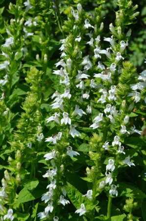 [0] Lobelia siphilitica, weiß - Lobelie