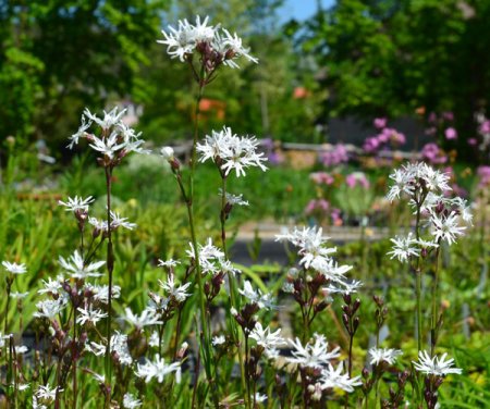 [0] Lychnis flos-cuculi 'White Robin' - Kuckucks-Lichtnelke