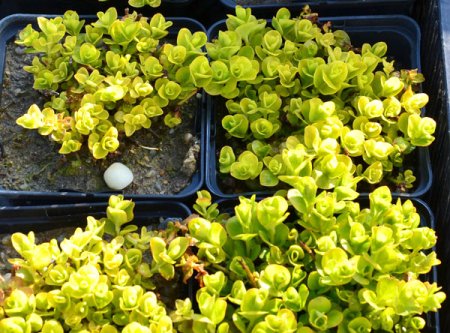 [0] Lysimachia nummularia 'Aurea' - Pfennigkraut