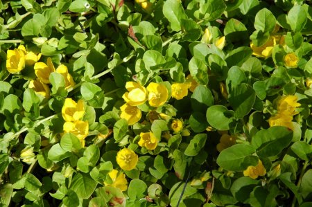 [0] Lysimachia nummularia - Pfennigkraut