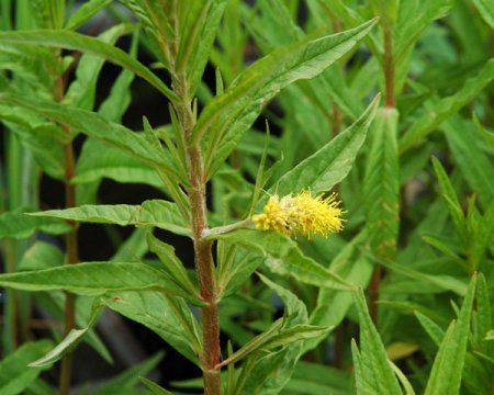 [0] Lysimachia thyrsiflora - Strauß-Goldweiderich