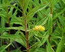 Lysimachia thyrsiflora - Strauß-Goldweiderich