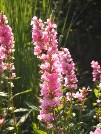 [0] Lythrum salicaria 'Blush' - Blutweiderich
