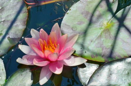 [0] Nymphaea 'Chrysantha' - Seerose