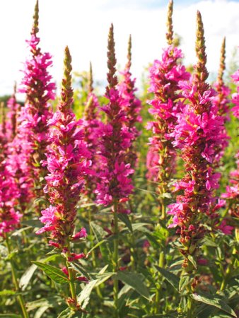 [0] Lythrum salicaria 'Robert' - Blutweiderich