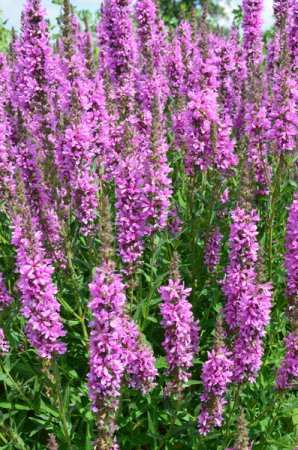 [0] Lythrum salicaria 'Rosensäule' - Blutweiderich