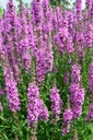Lythrum salicaria 'Rosensäule' - Blutweiderich