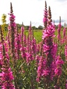 Lythrum salicaria 'Stichflamme' - Blutweiderich