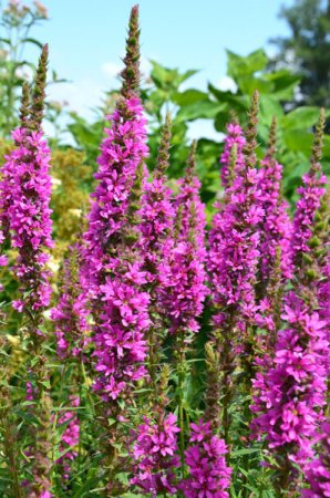 [0] Lythrum salicaria 'Zigeunerblut' - Blutweiderich