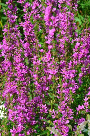 [0] Lythrum virgatum 'Dropmore Purple' - Ruten-Weiderich (Staudensubstrat)