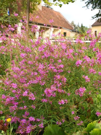 [0] Lythrum virgatum 'Swirl' - Ruten-Weiderich (Staudensubstrat)