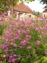 Lythrum virgatum 'Swirl' - Ruten-Weiderich