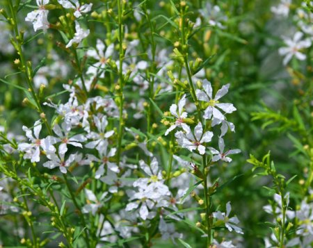 [0] Lythrum virgatum 'White Swirl' - Ruten-Weiderich (Staudensubstrat)