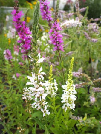 [0] Lythrum salicaria Happy Lights - Blutweiderich (Staudensubstrat)