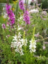 Lythrum salicaria Happy Lights - Blutweiderich