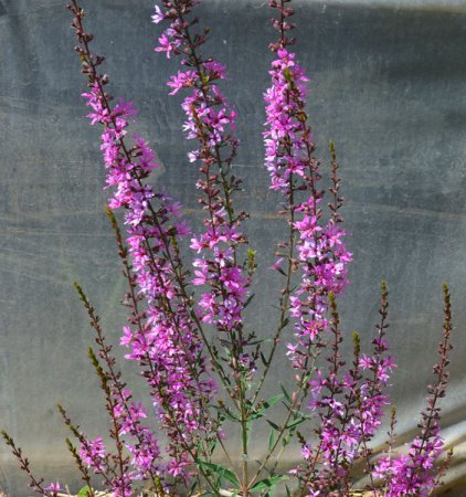 [0] Lythrum virgatum 'Rose Queen' - Ruten-Weiderich (Staudensubstrat)
