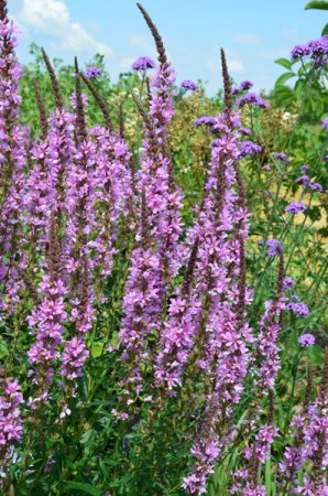 [0] Lythrum salicaria 'Auenland' - Blutweiderich