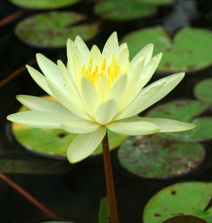 [0] Nymphaea 'Colonel A. J. Welch' - Seerose