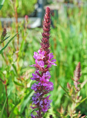 [0] Lythrum salicaria 'Lichtschwert' - Blutweiderich