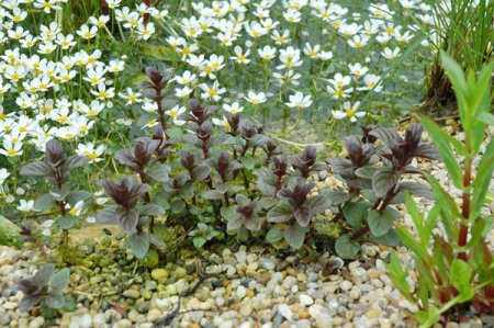 [0] Mentha aquatica - Wasser-Minze