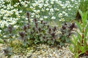 Mentha aquatica - Wasser-Minze