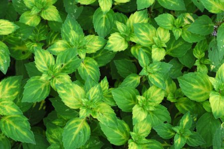 [0] Mentha x gracilis 'Variegata' - Ingwer-Minze