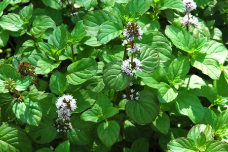 [0] Mentha x piperita f. citrata - Orangen-Minze